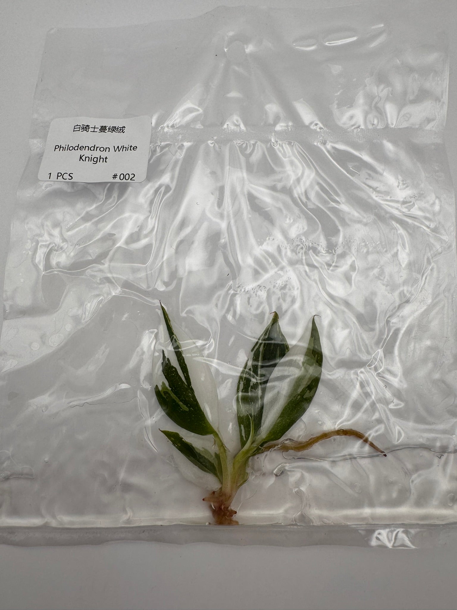 sealed philodendron white knight tissue culture ready for acclimation