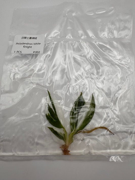sealed philodendron white knight tissue culture ready for acclimation