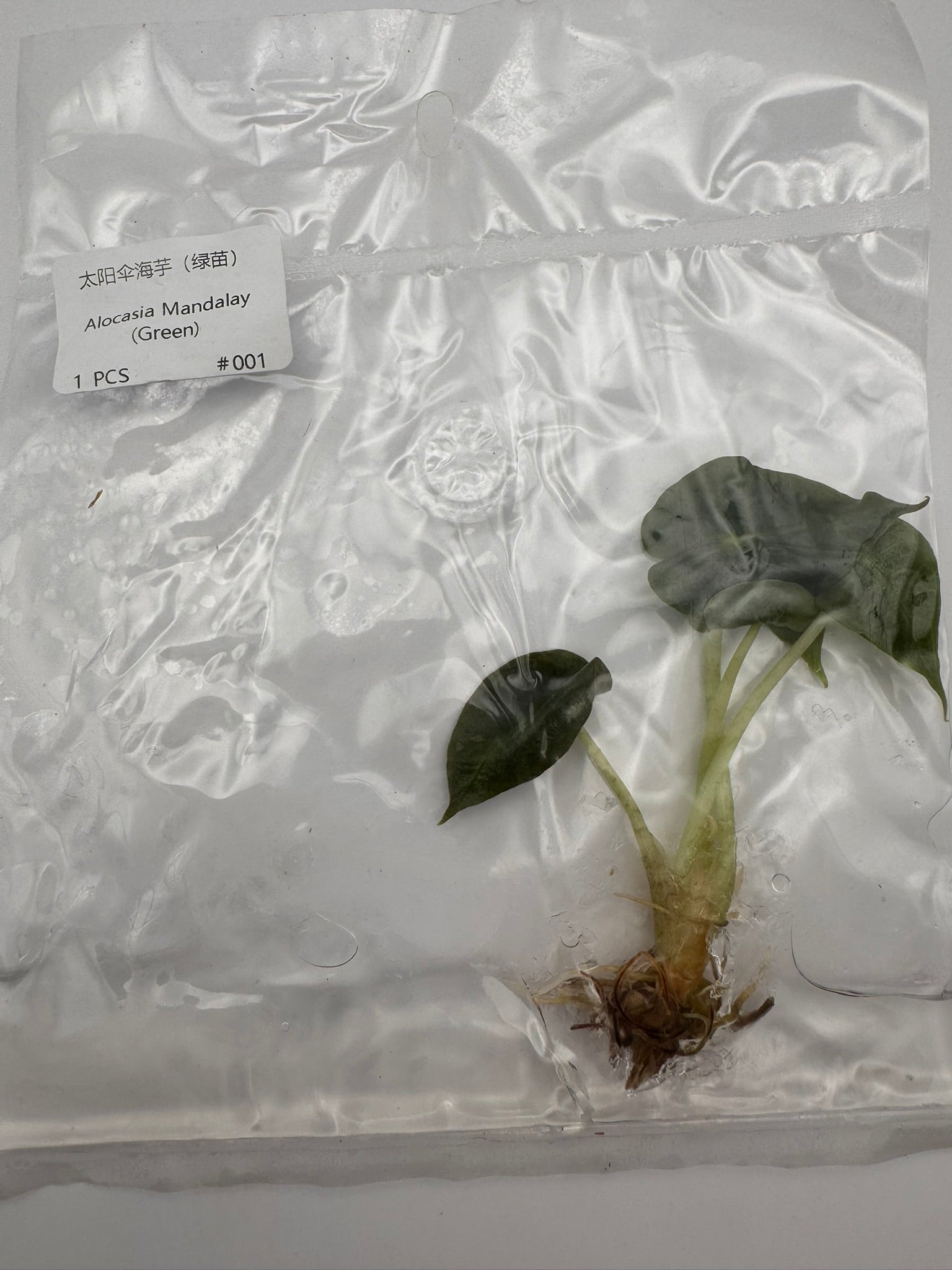 sealed alocasia mandalay tissue culture