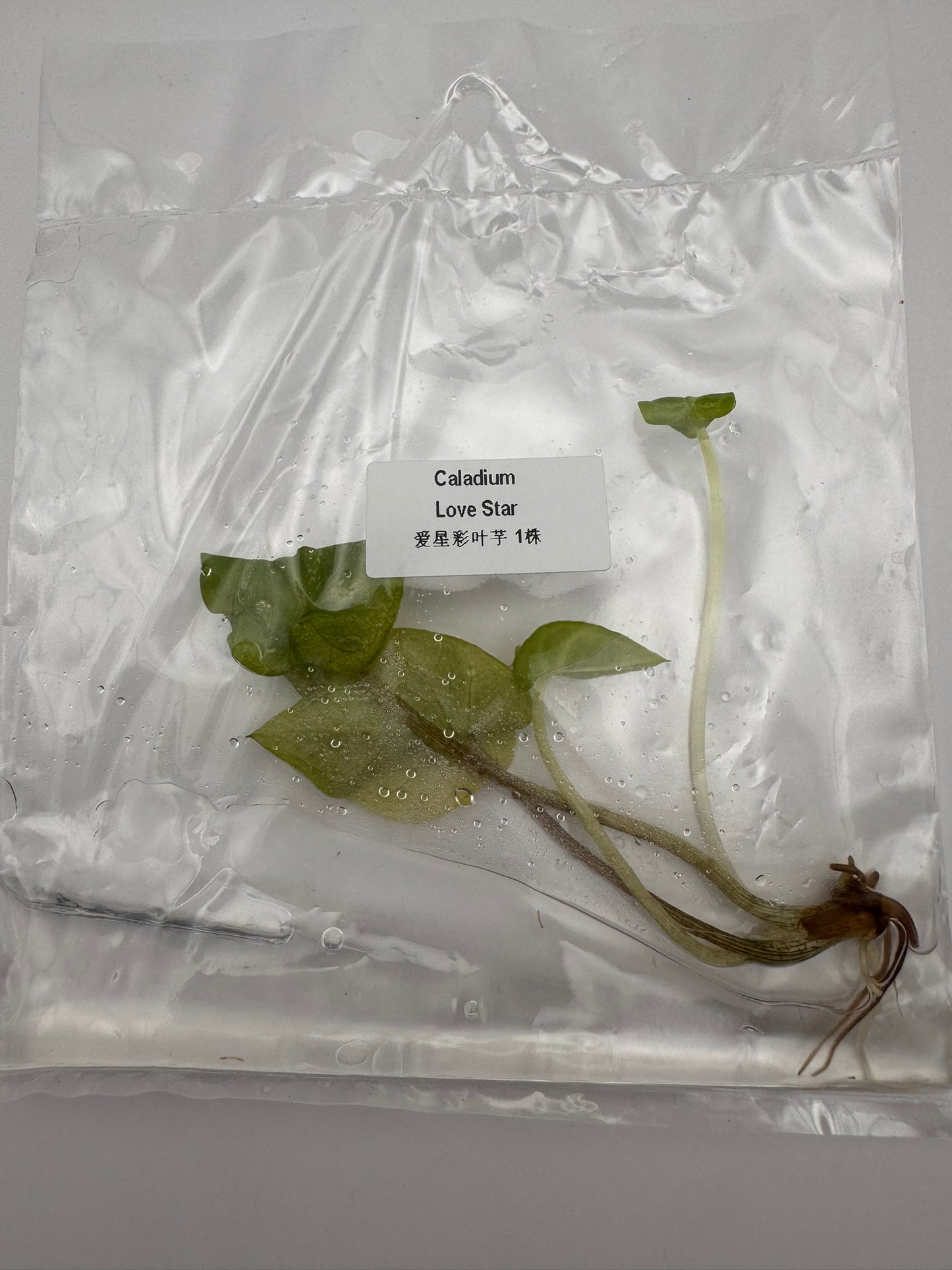 sealed caladium love star tissue culture