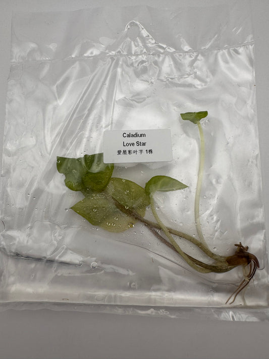 sealed caladium love star tissue culture