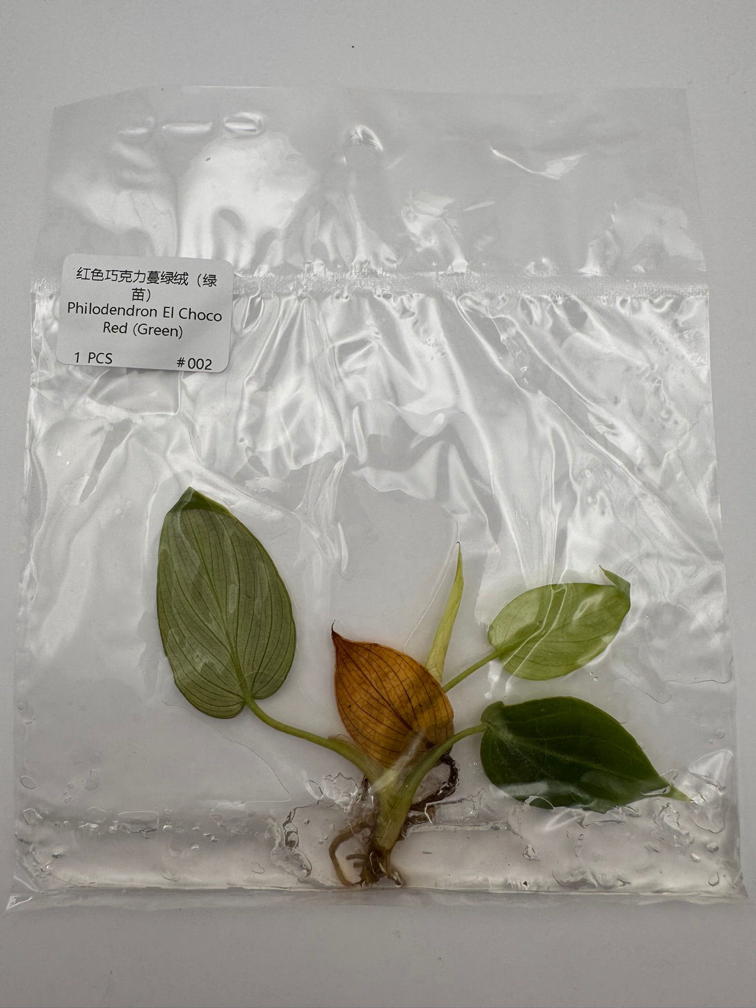 sealed philodendron el choco red tissue culture