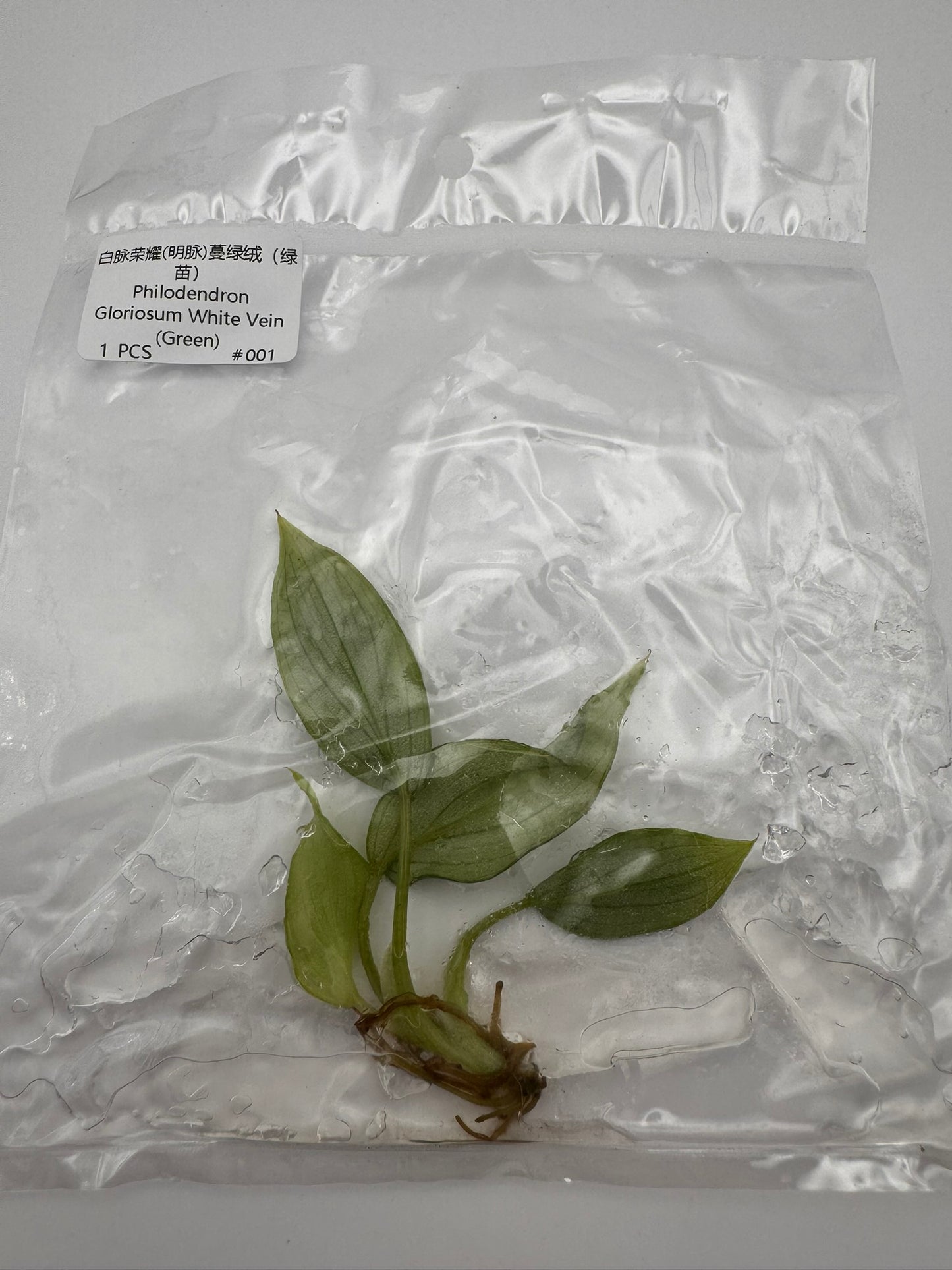 sealed philodendron gloriosum tissue culture