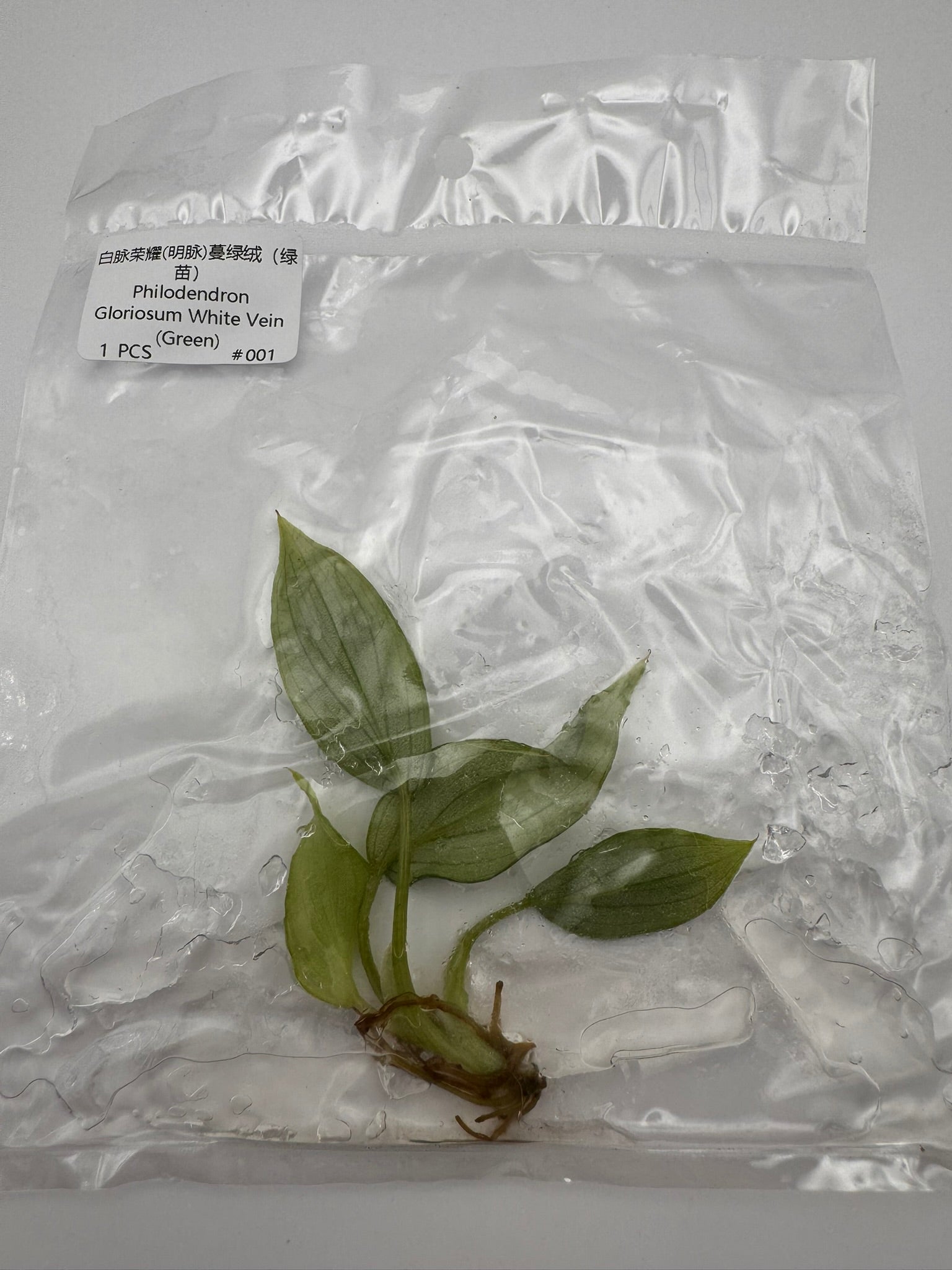 sealed philodendron gloriosum tissue culture