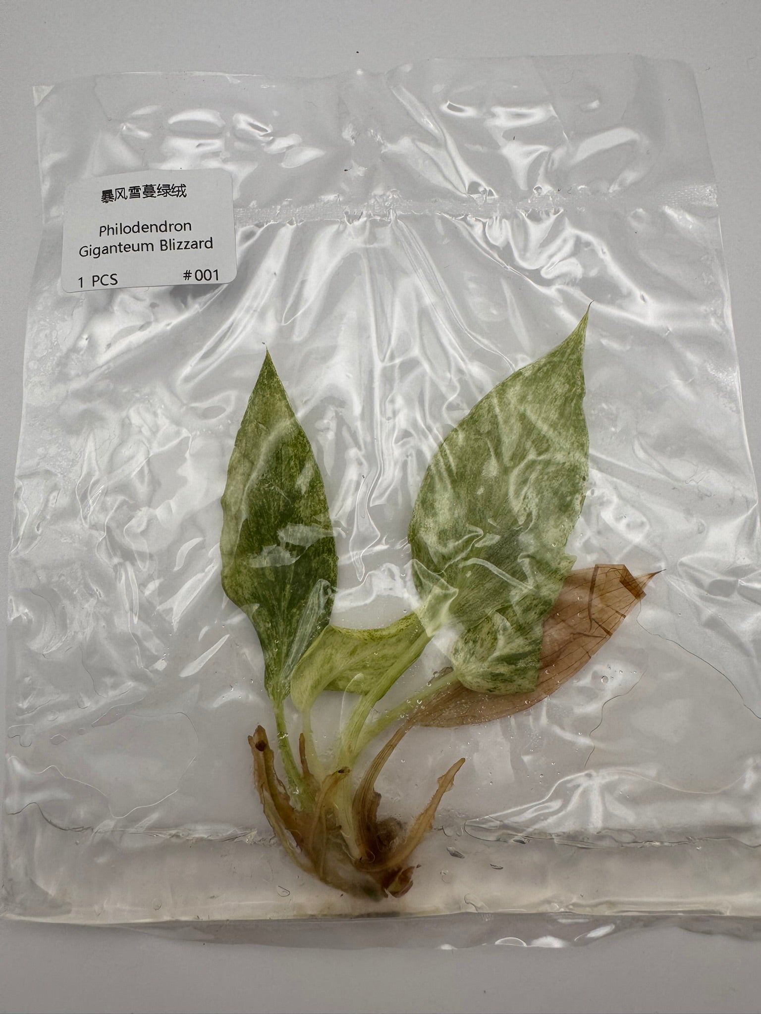 sealed philodendron giganteum blizzard tissue culture