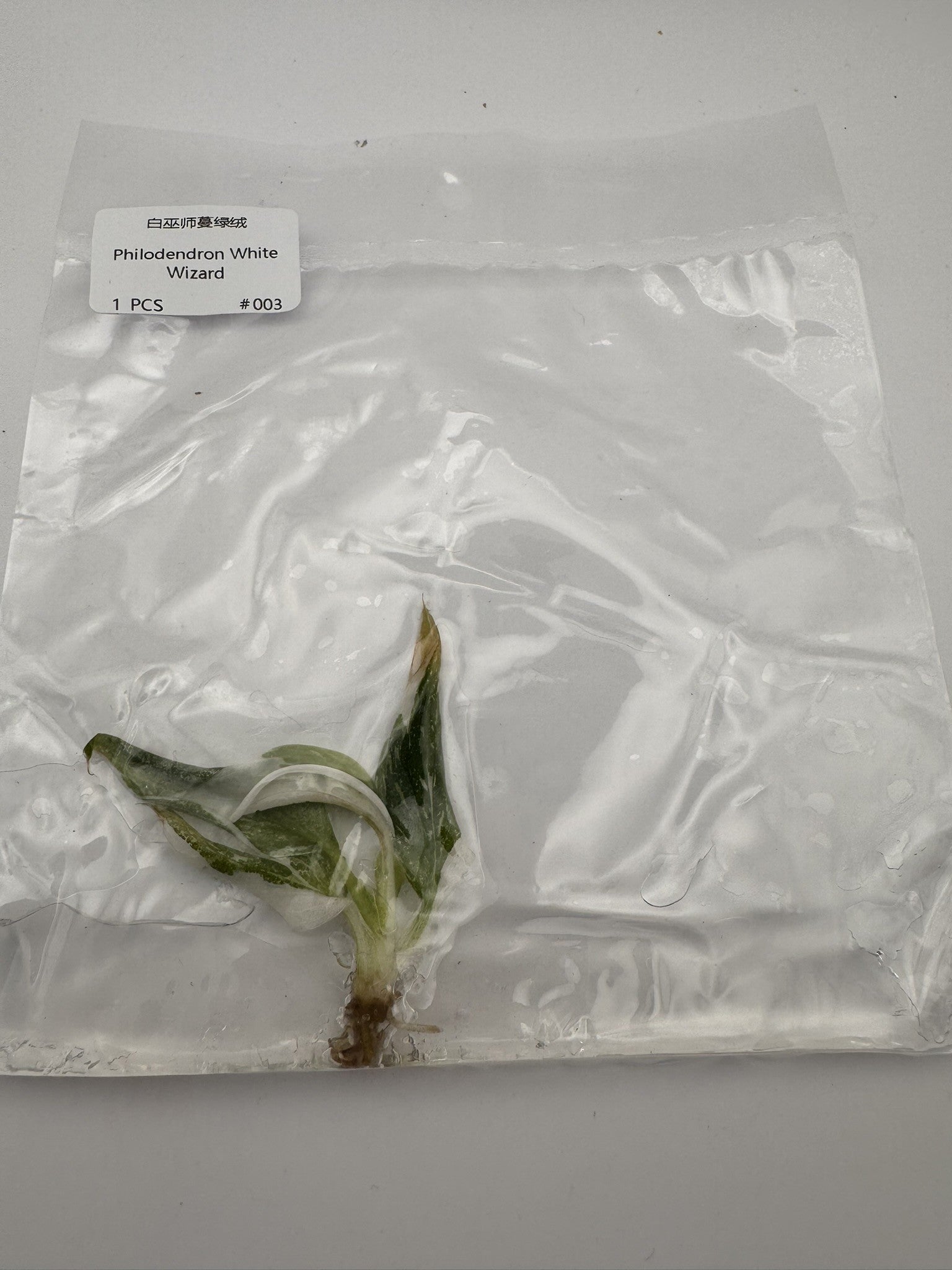 sealed philodendron white wizard tissue culture ready for acclimation