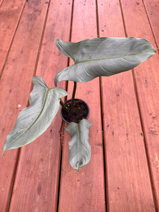 philodendron silver sword in 4 inch pot with silvery blue elongated leaves