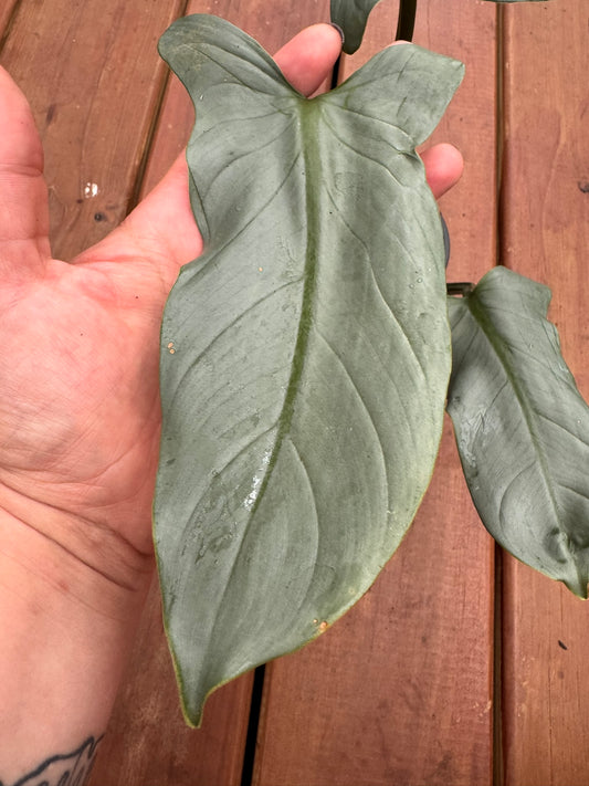 philodendron silver sword in 4 inch pot with silvery blue elongated leaves