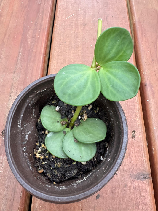 Peperomia Hope with trailing vines and thick round leaves. An easy-care tropical houseplant.