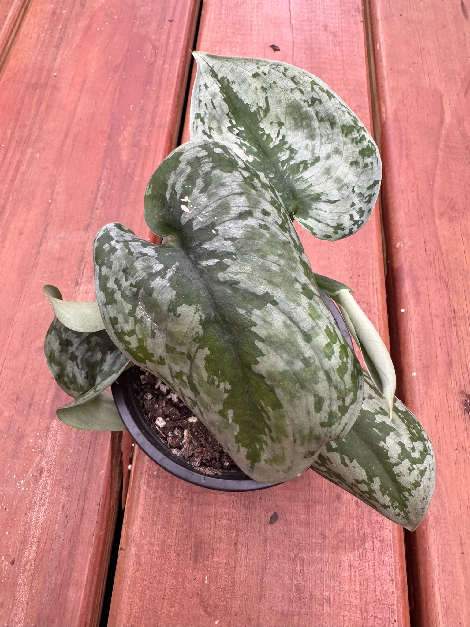 scindapsus silver queen in 4 inch pot with silver variegated foliage