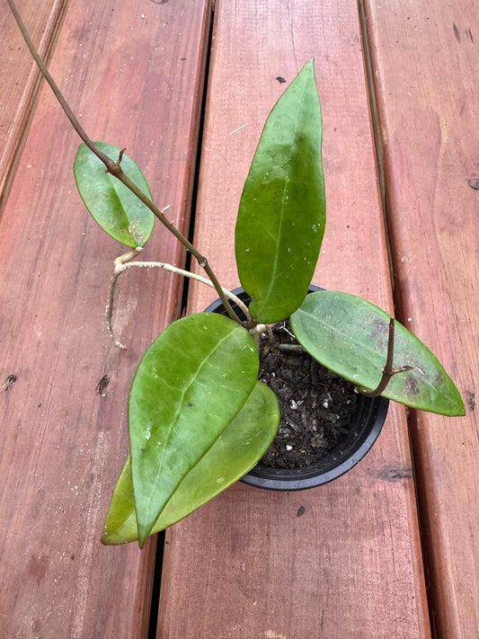 hoya parasitica in 4 inch pot with thick glossy green leaves