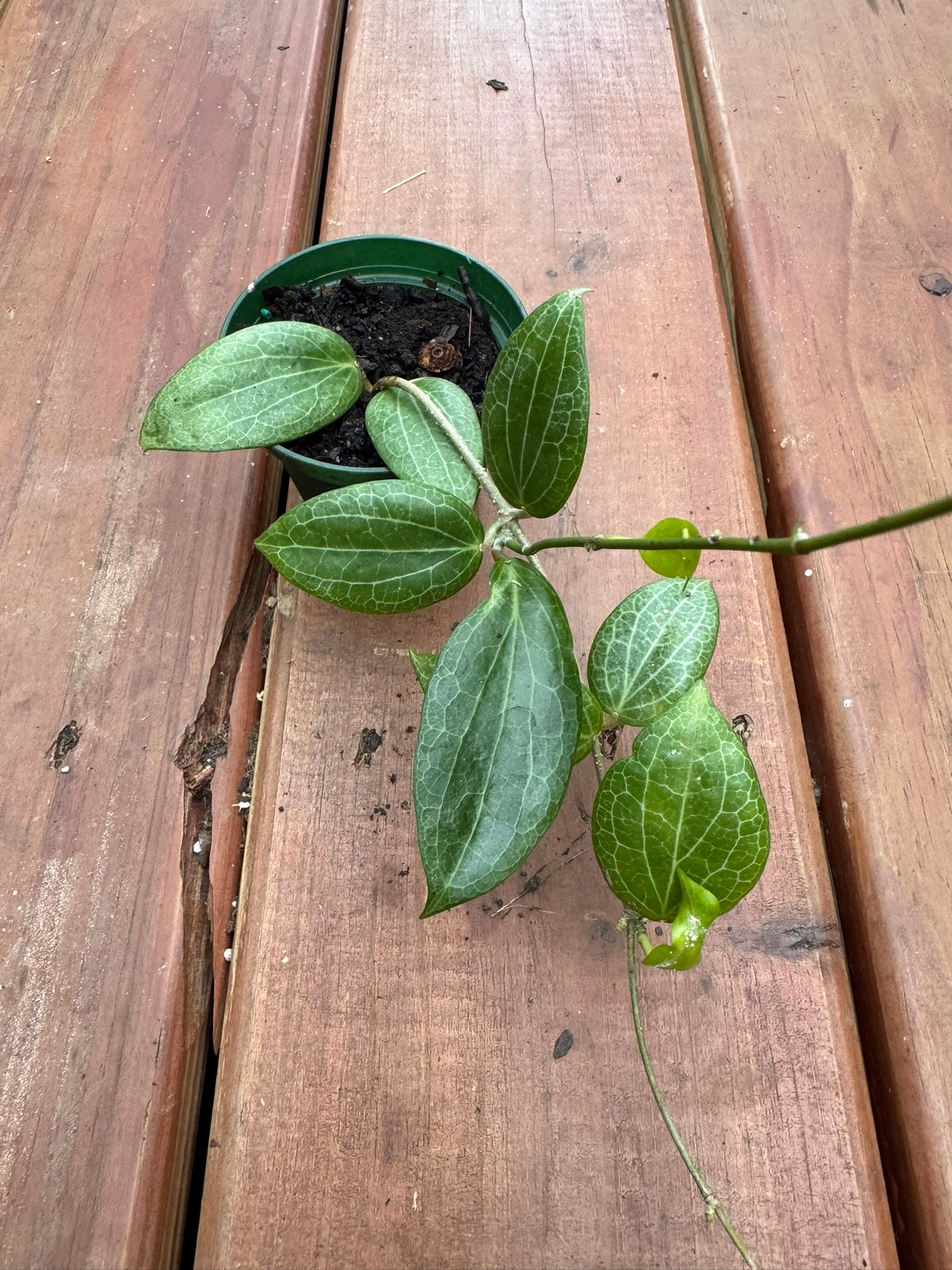 hoya fitchii in 3 inch pot with textured green leaves