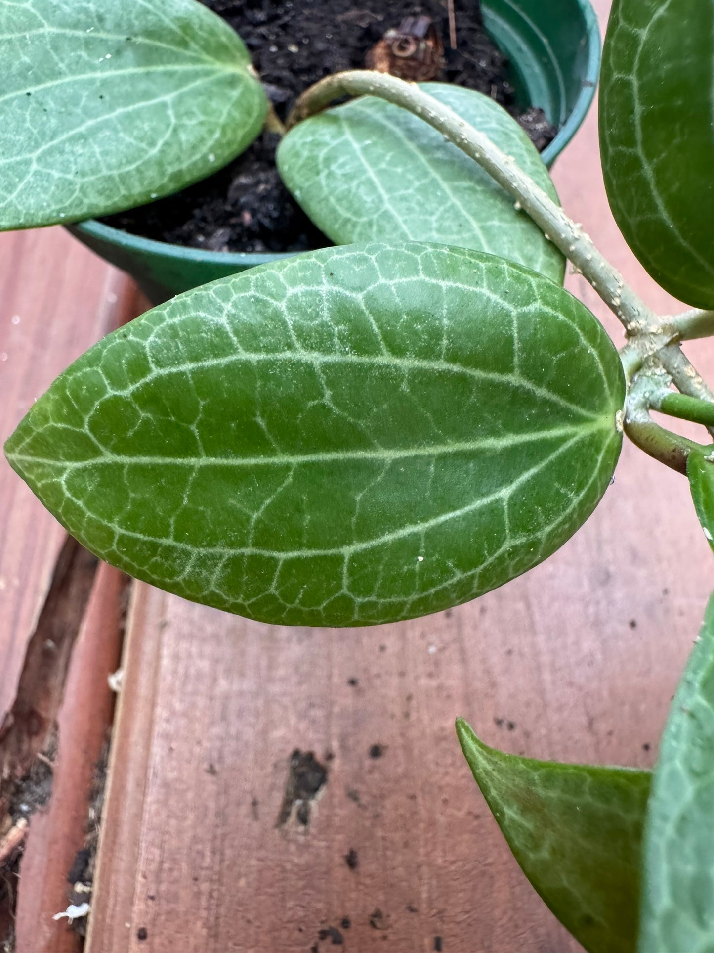 hoya fitchii in 3 inch pot with textured green leaves