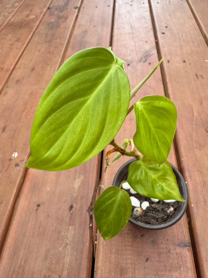 philodendron fuzzy petiole in 4 inch pot with large green leaves and fuzzy reddish stems