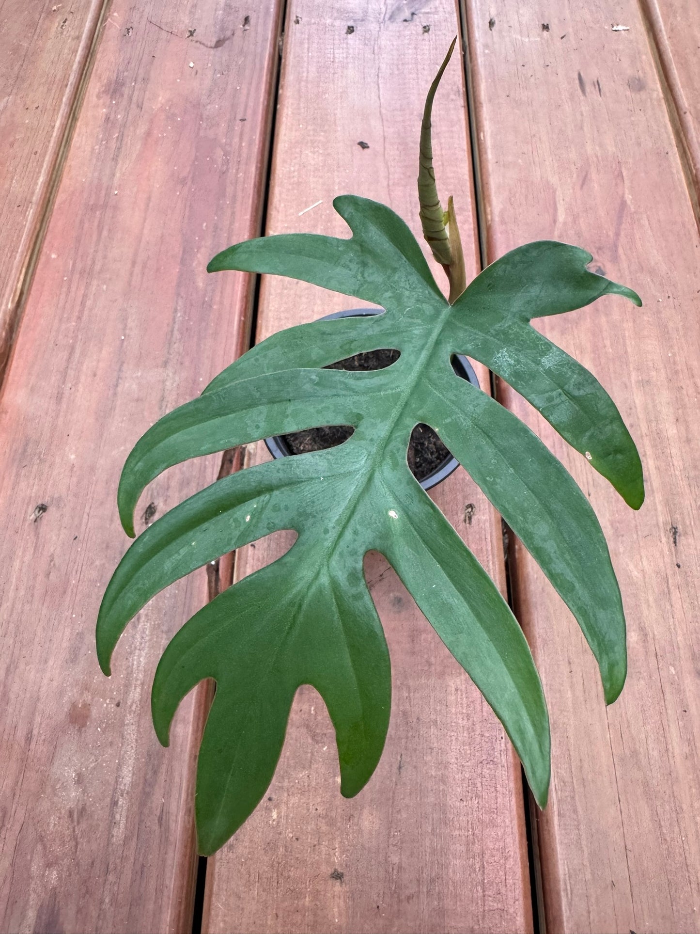 philodendron mayoi in 4 inch pot with deeply divided green foliage