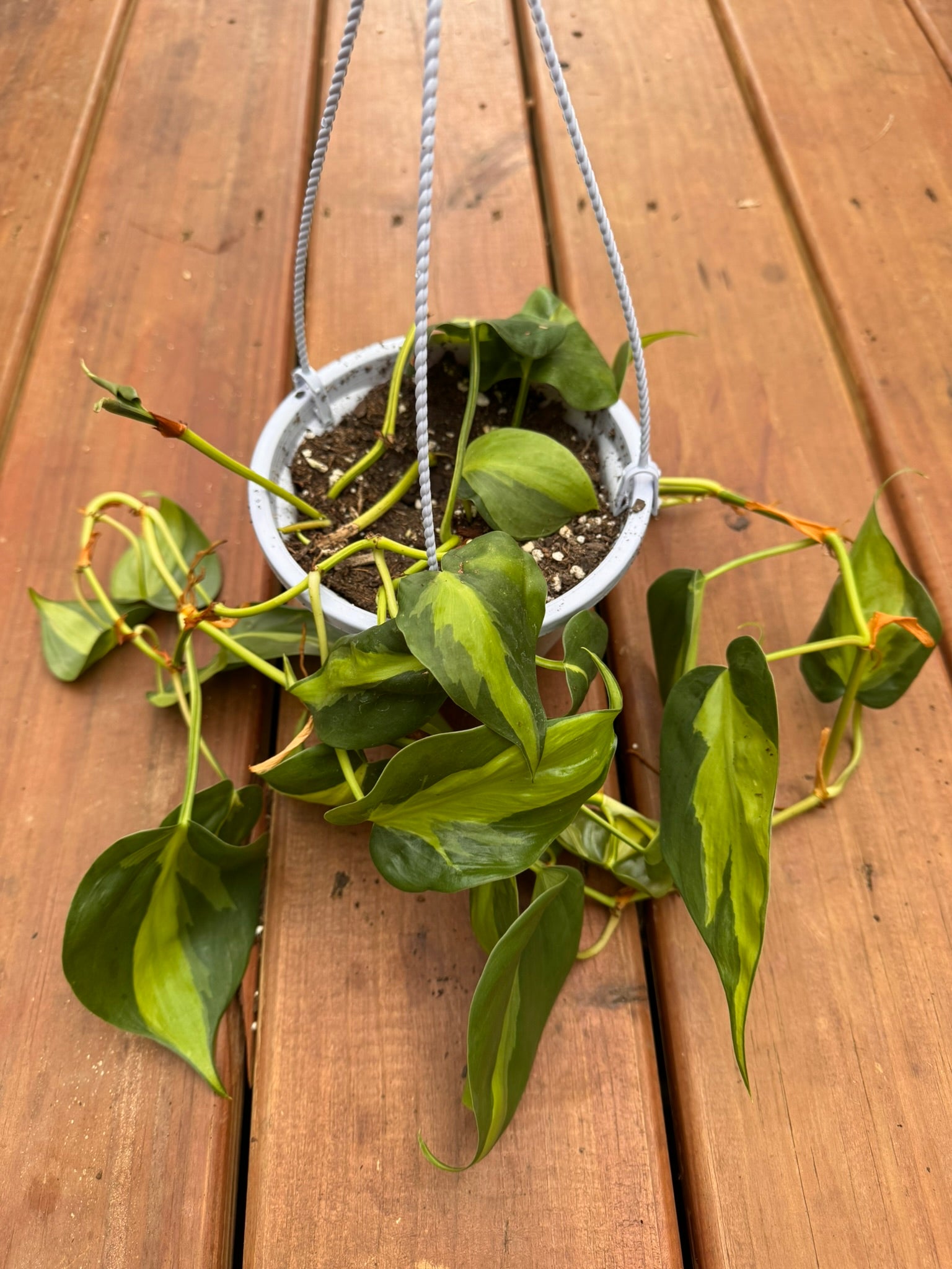 philodendron brasil in 5 inch hanging basket with lime green variegated trailing vines