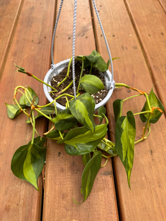 philodendron brasil in 5 inch hanging basket with lime green variegated trailing vines