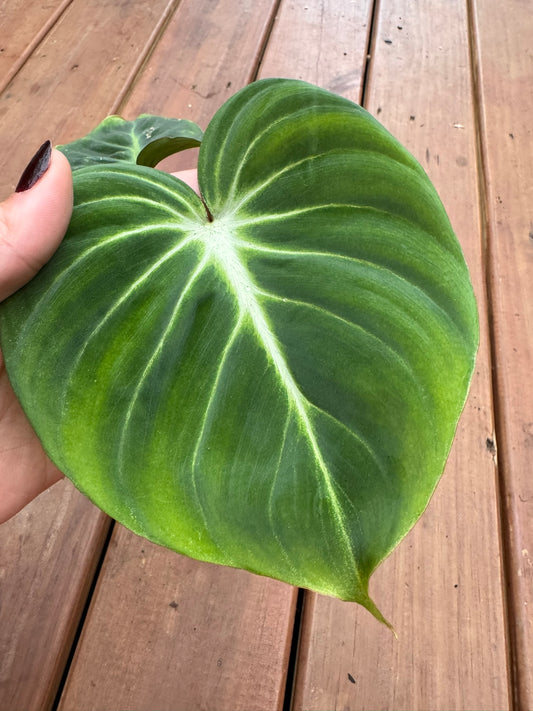 philodendron gloriosum in 5 inch pot with large velvety green leaves and white veins