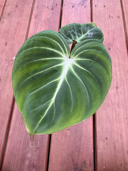 philodendron gloriosum in 5 inch pot with large velvety green leaves and white veins