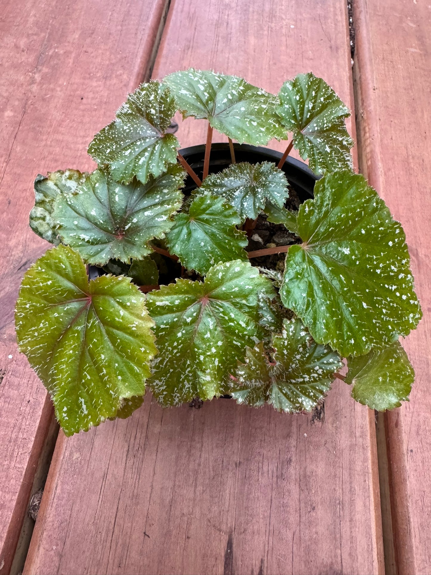 begonia gryphon in 4 inch pot with large silver green deeply cut foliage