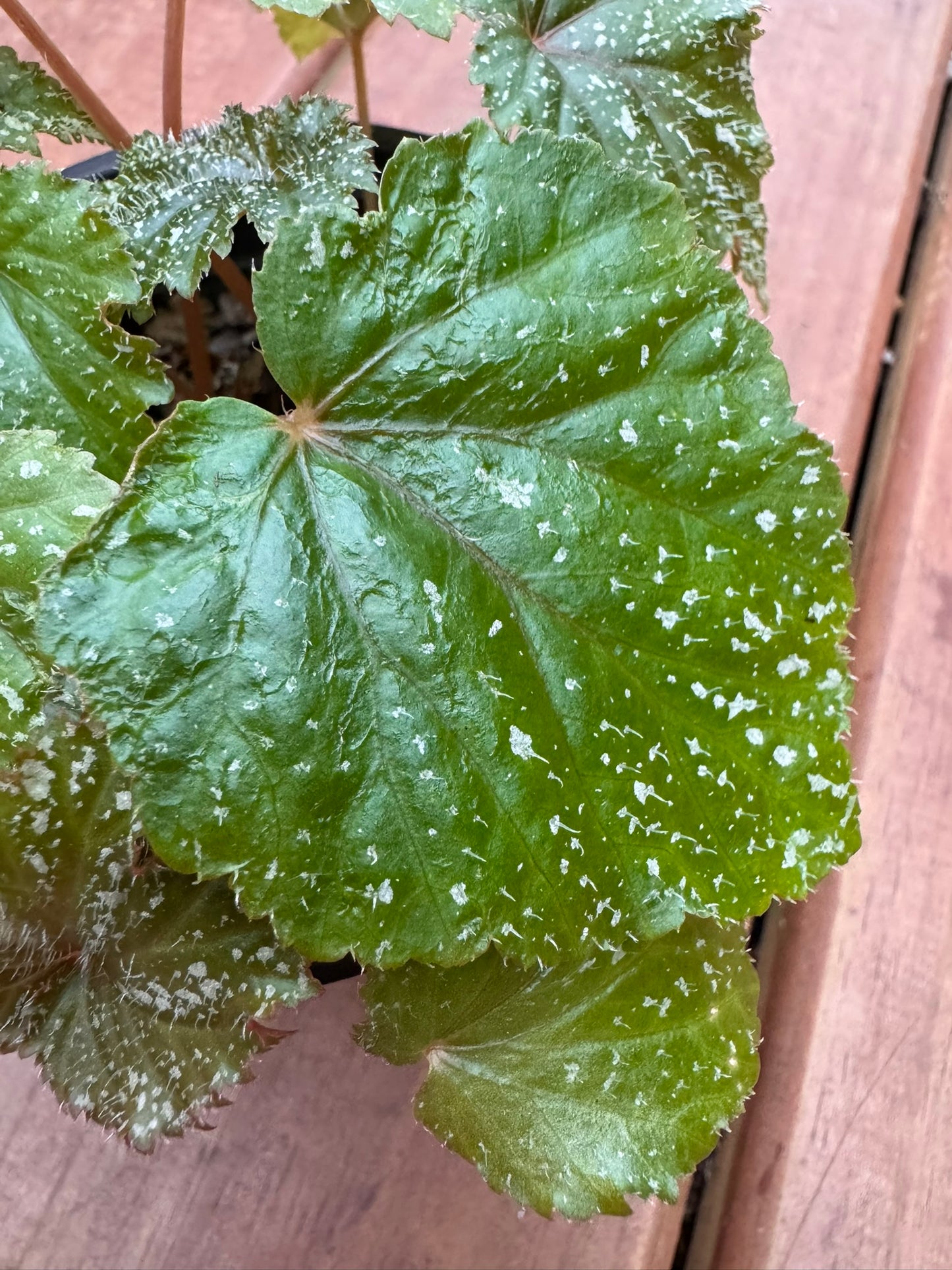 begonia gryphon in 4 inch pot with large silver green deeply cut foliage