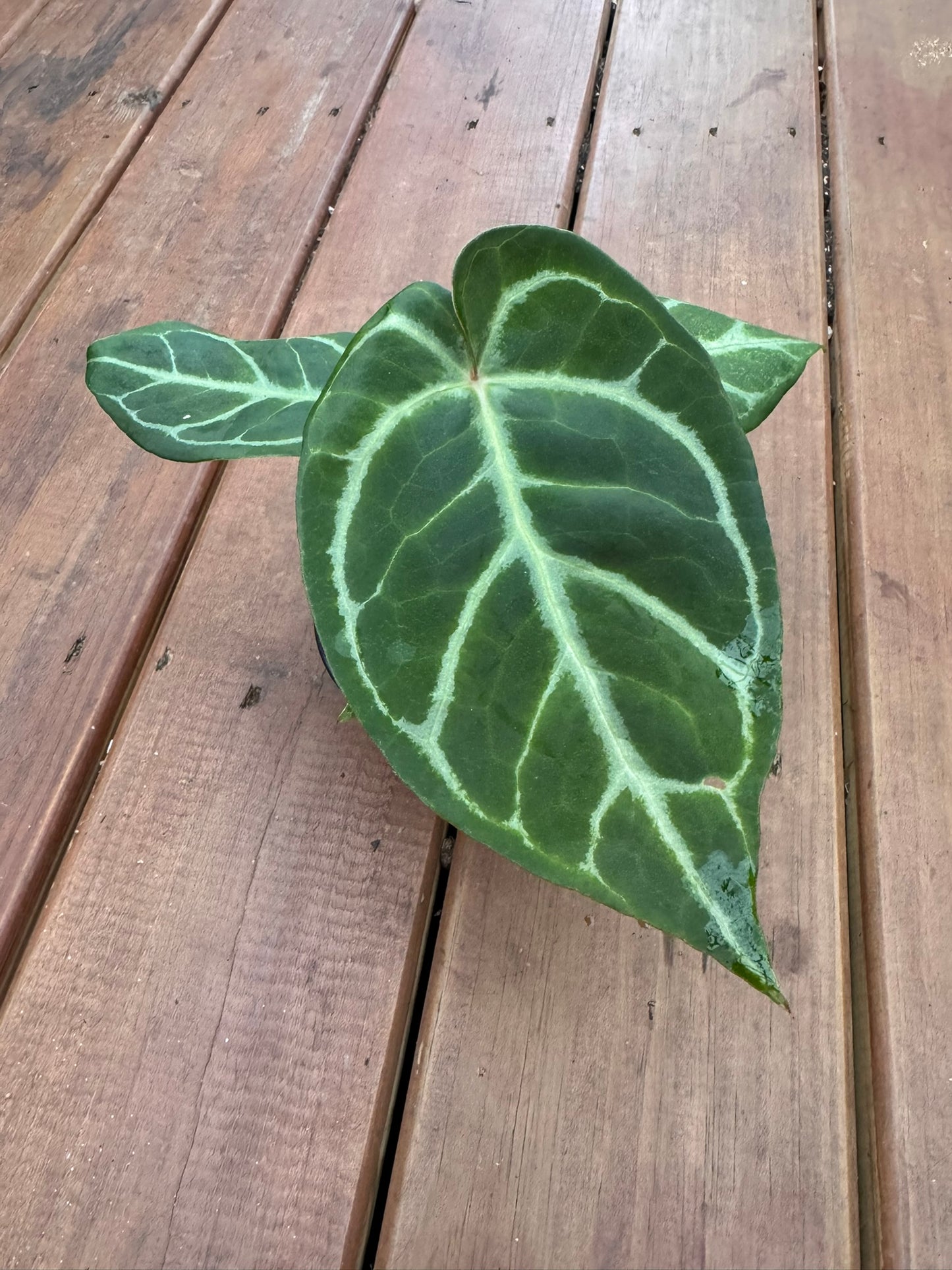 anthurium NOID in 4 inch pot with tropical green foliage