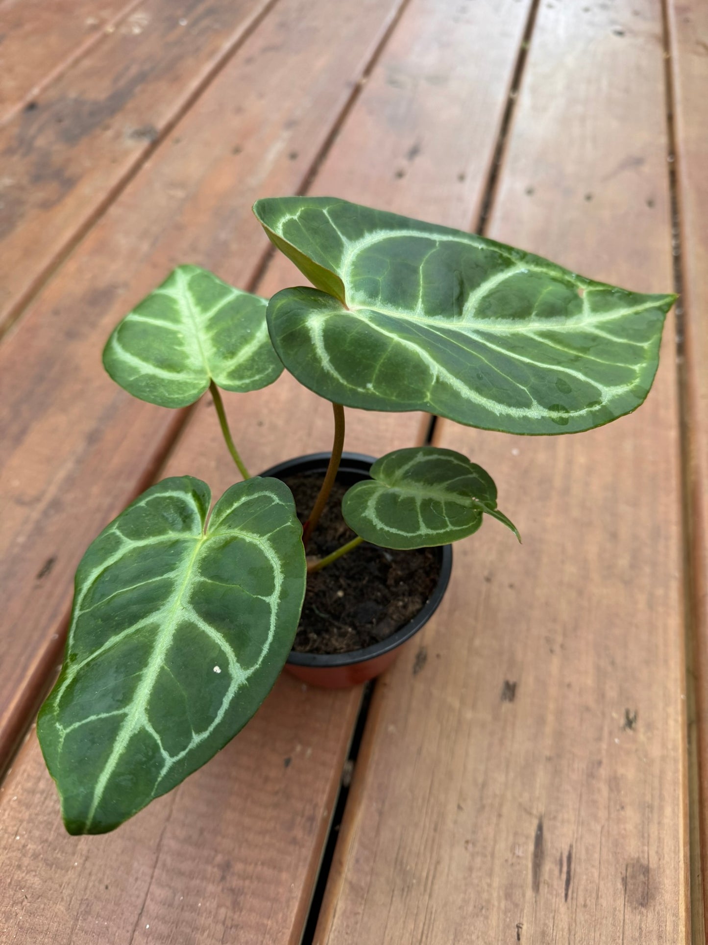 anthurium NOID in 4 inch pot with tropical green foliage