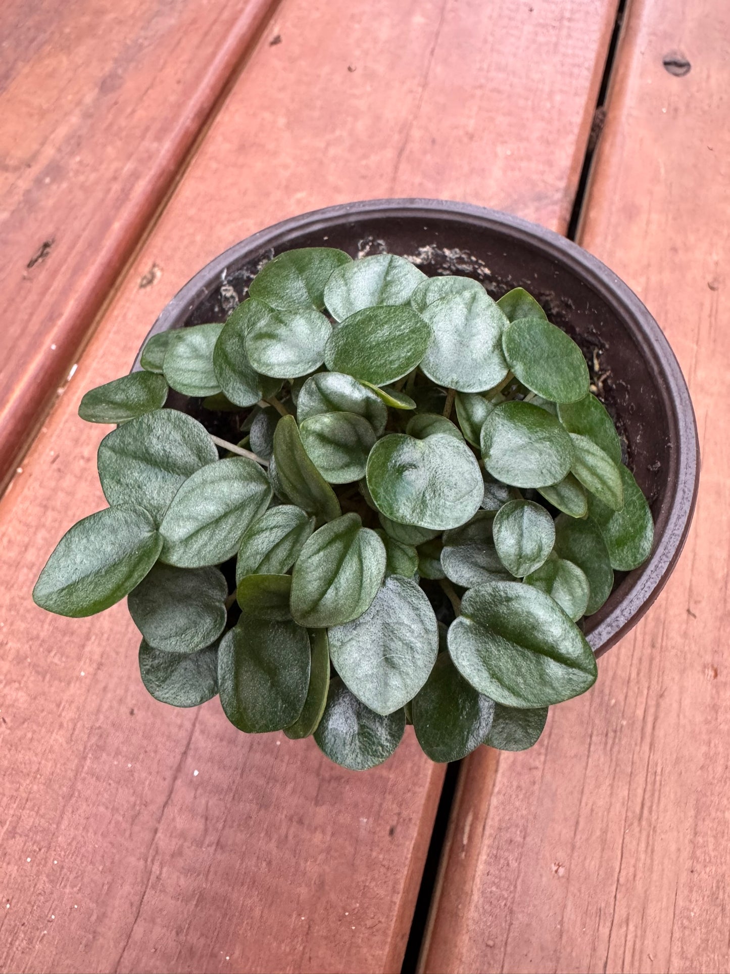 peperomia little toscani in 4 inch pot with small silver green textured leaves