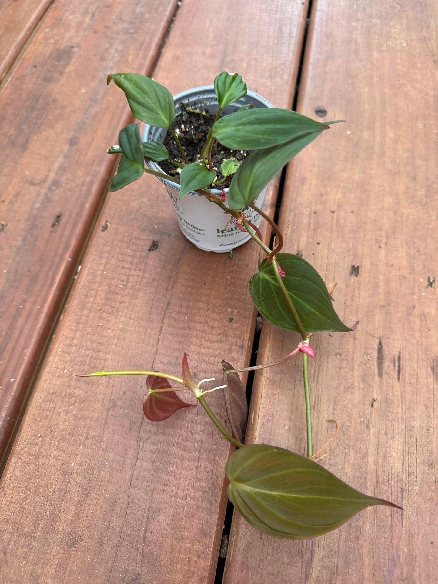 philodendron micans in 4 inch pot with velvety heart shaped green and bronze leaves