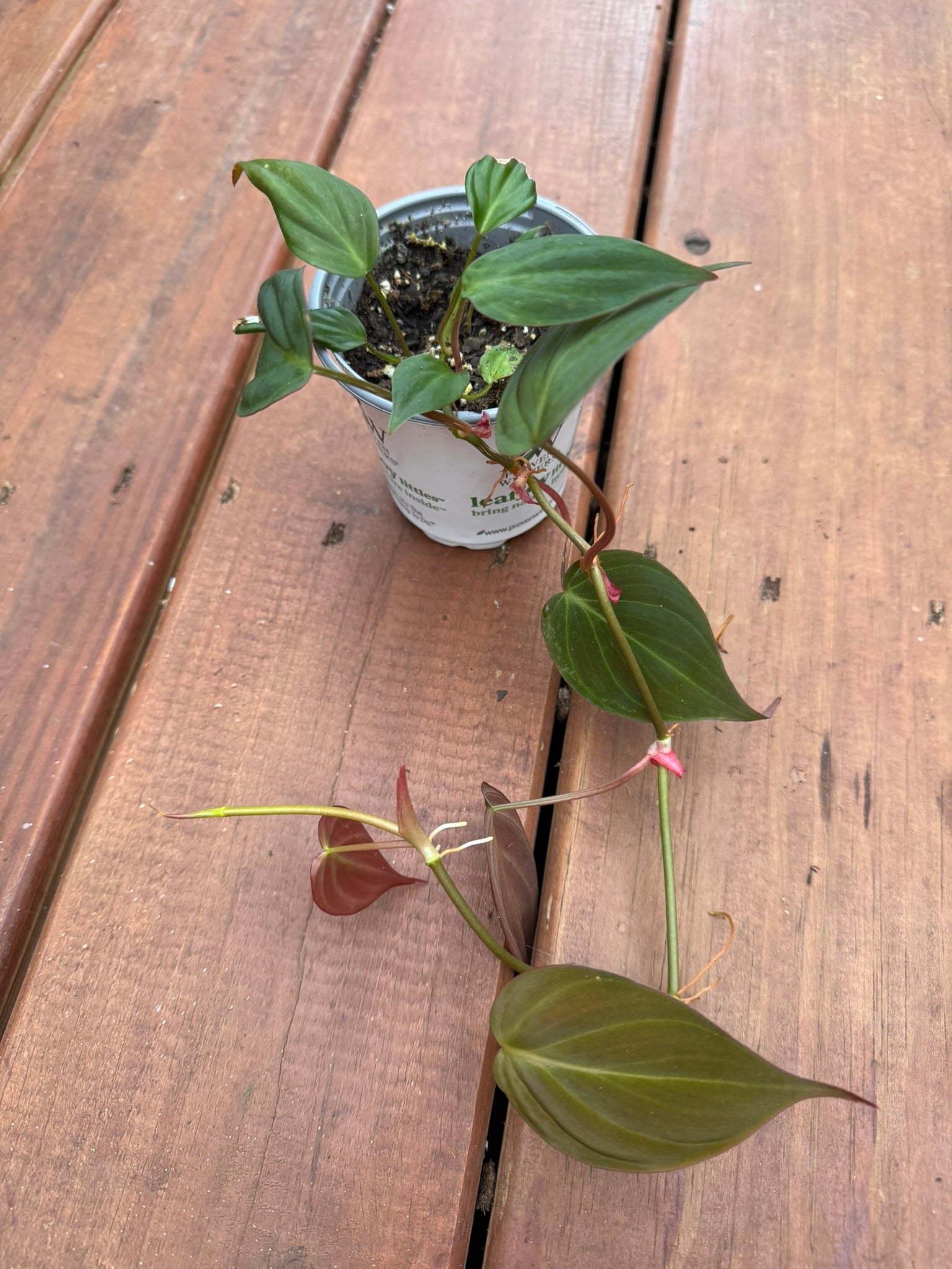 philodendron micans in 4 inch pot with velvety heart shaped green and bronze leaves