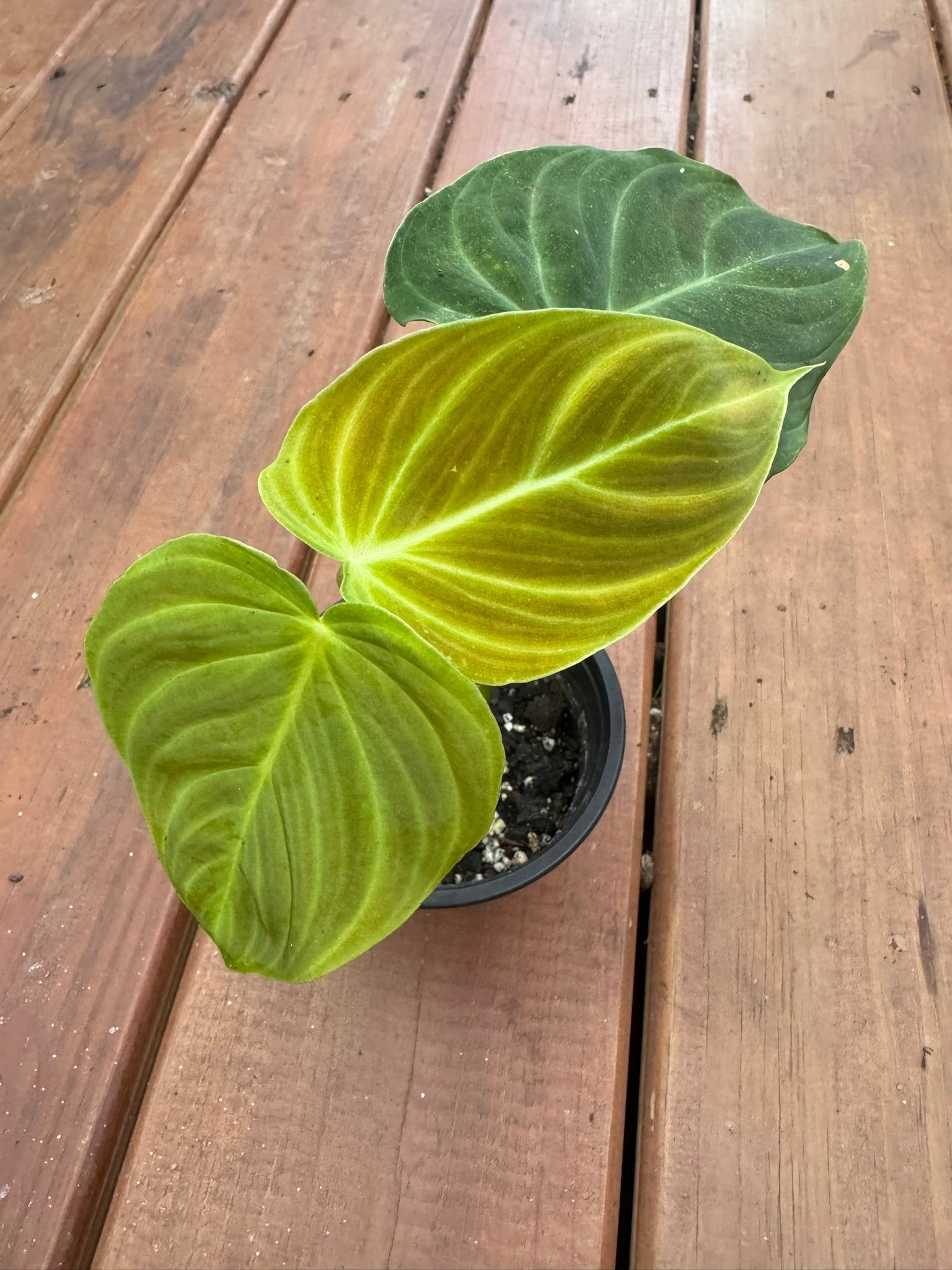 philodendron glorious in 4 inch pot with elongated velvety green leaves and pale veins