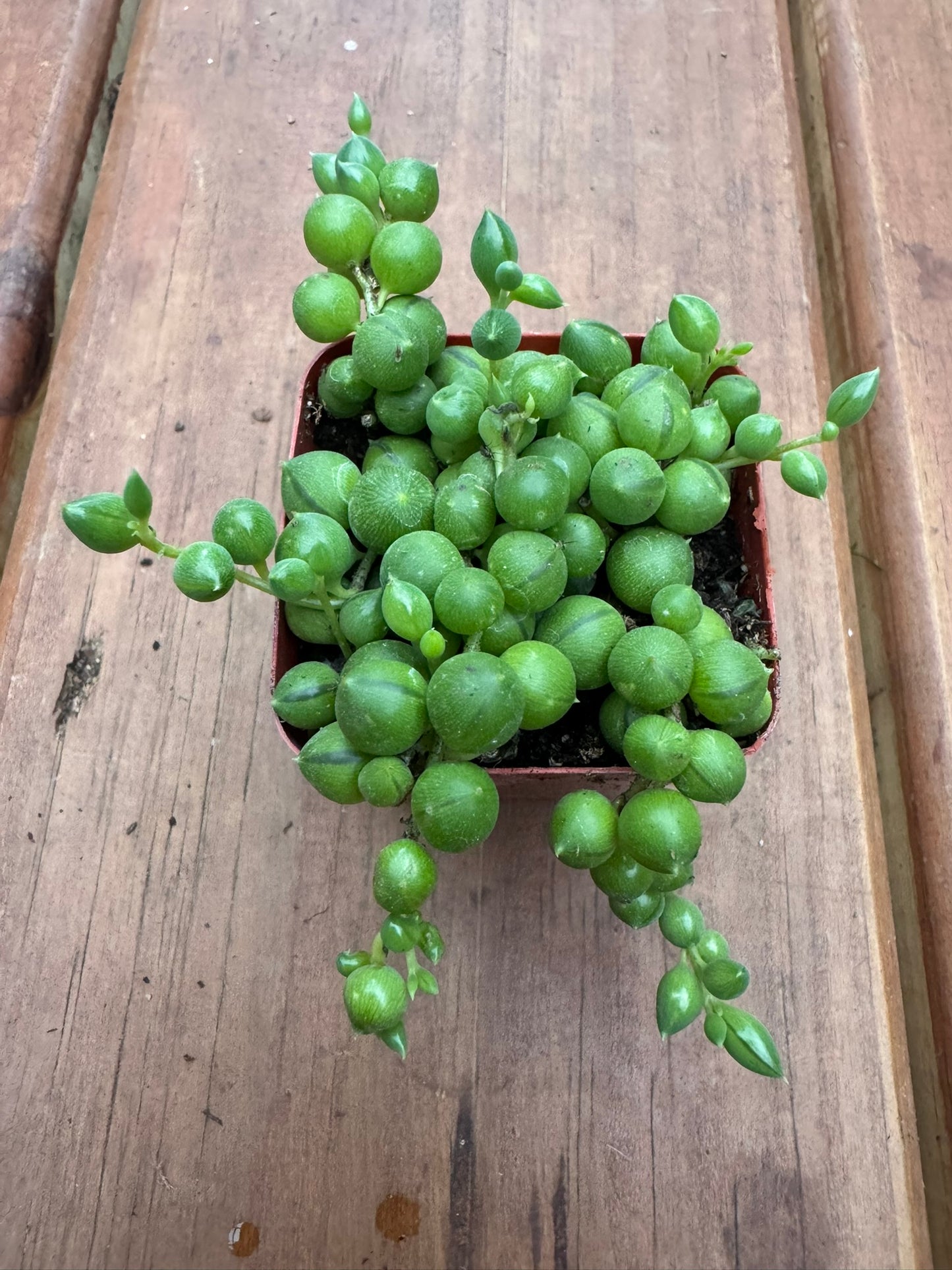 string of pearls succulent in 2 inch pot with round bead shaped trailing leaves