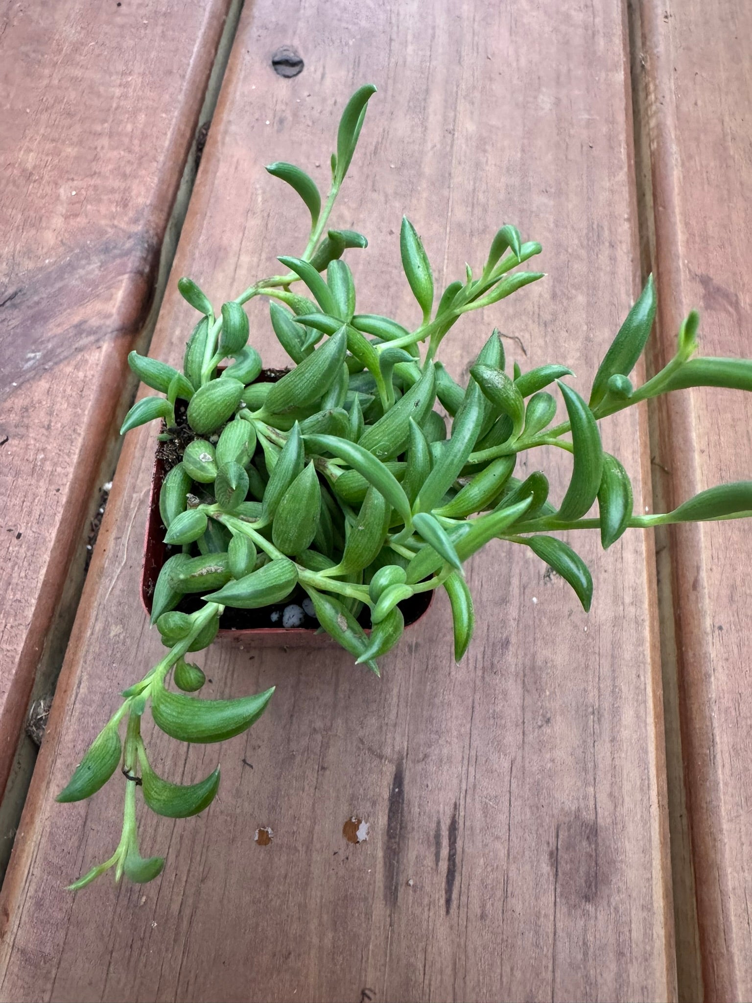 string of bananas succulent in 2 inch pot with banana shaped trailing leaves