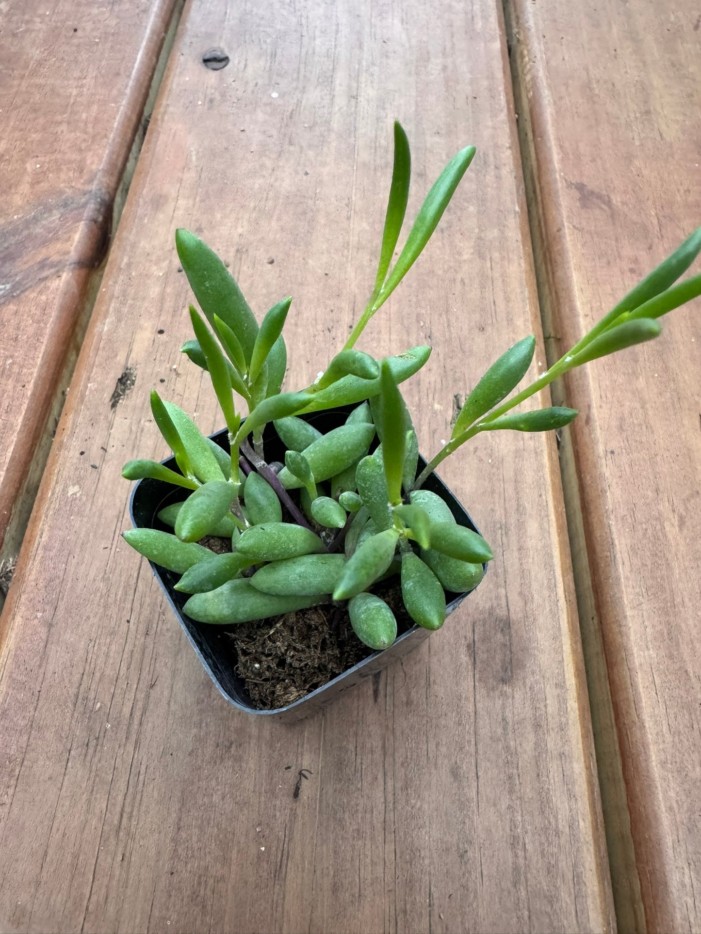 ruby necklace succulent in 2 inch pot with purple stems and colorful trailing leaves