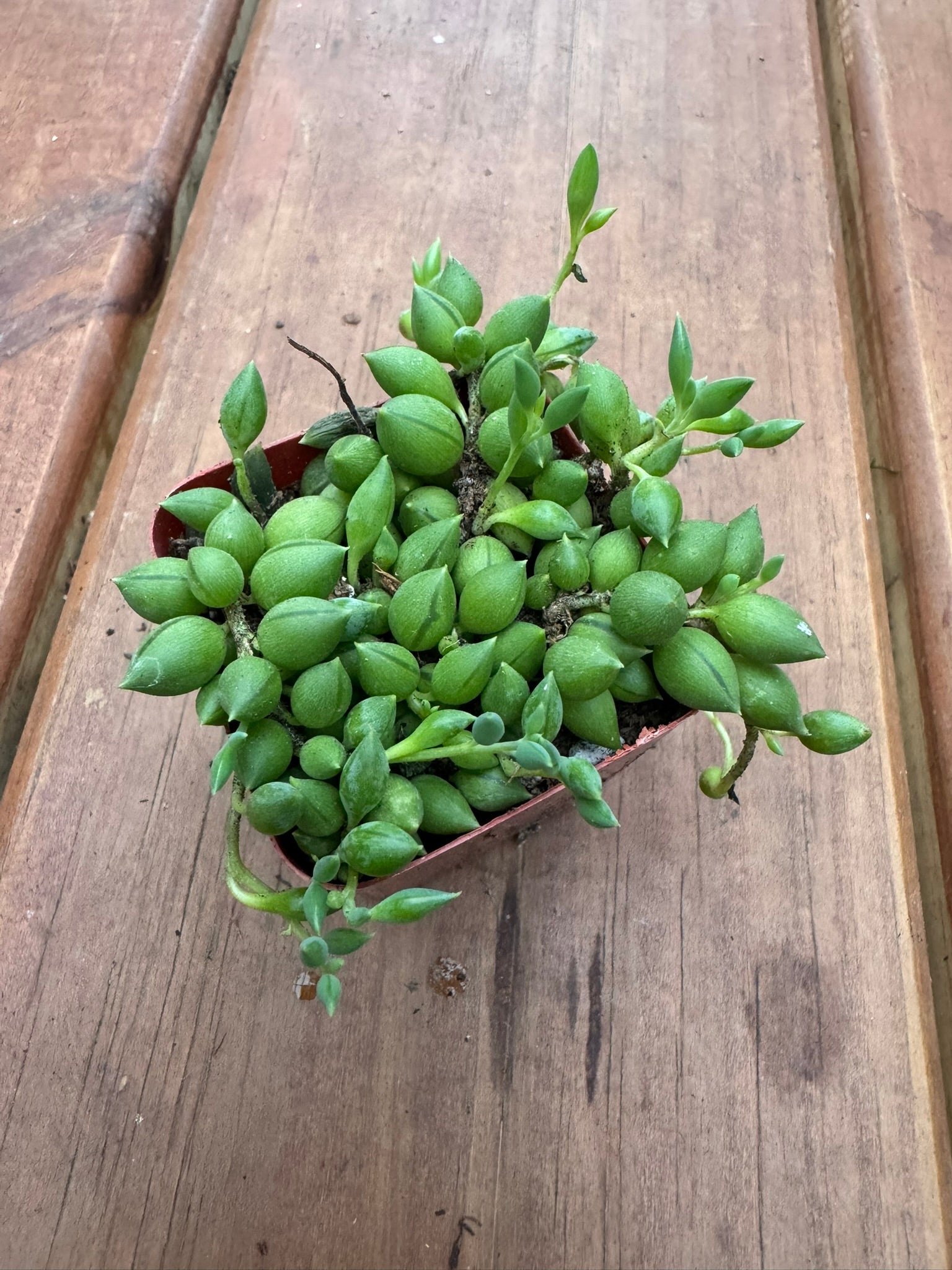 string of tears succulent in 2 inch pot with teardrop shaped trailing leaves
