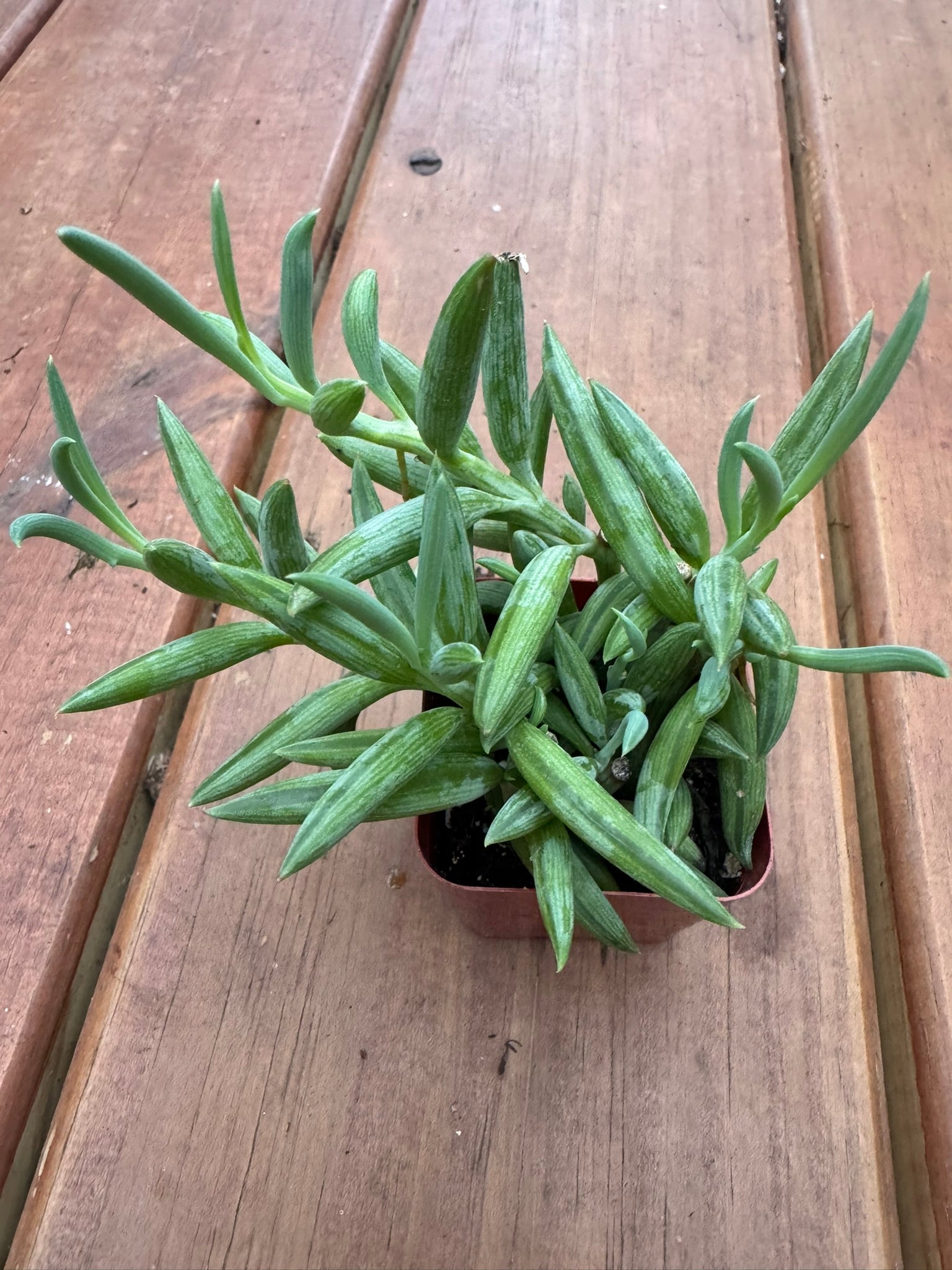 string of fishhooks succulent in 2 inch pot with curved blue green trailing leaves