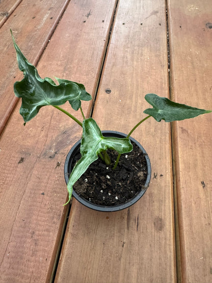 alocasia teletubbies in 4 inch pot with unique textured tropical foliage