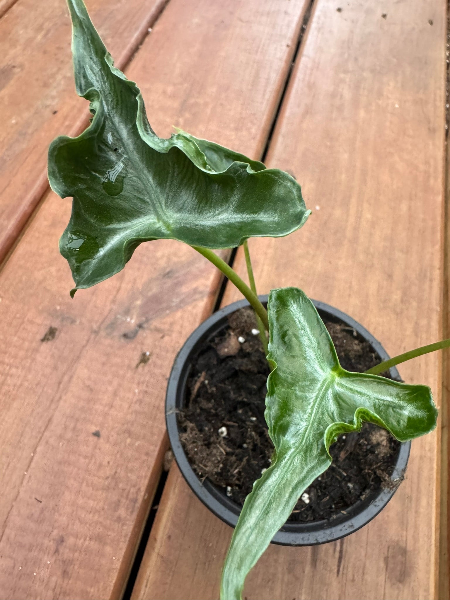 alocasia teletubbies in 4 inch pot with unique textured tropical foliage