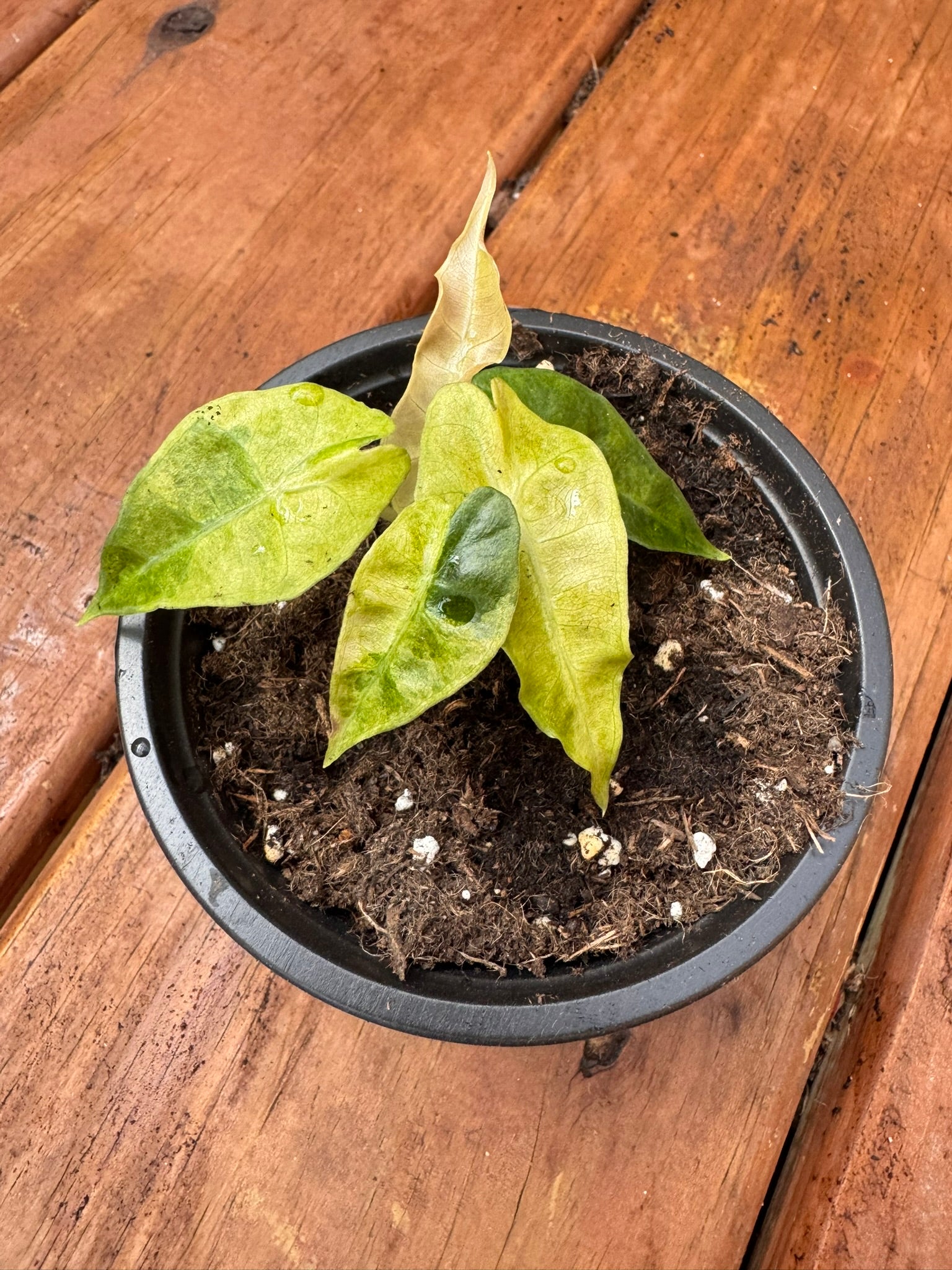 alocasia polly aurea in 4 inch pot with yellow lime and green variegated arrow shaped leaves
