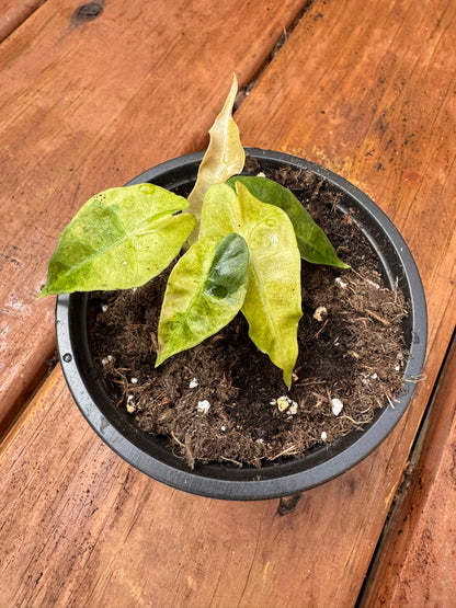 alocasia polly aurea in 4 inch pot with yellow lime and green variegated arrow shaped leaves