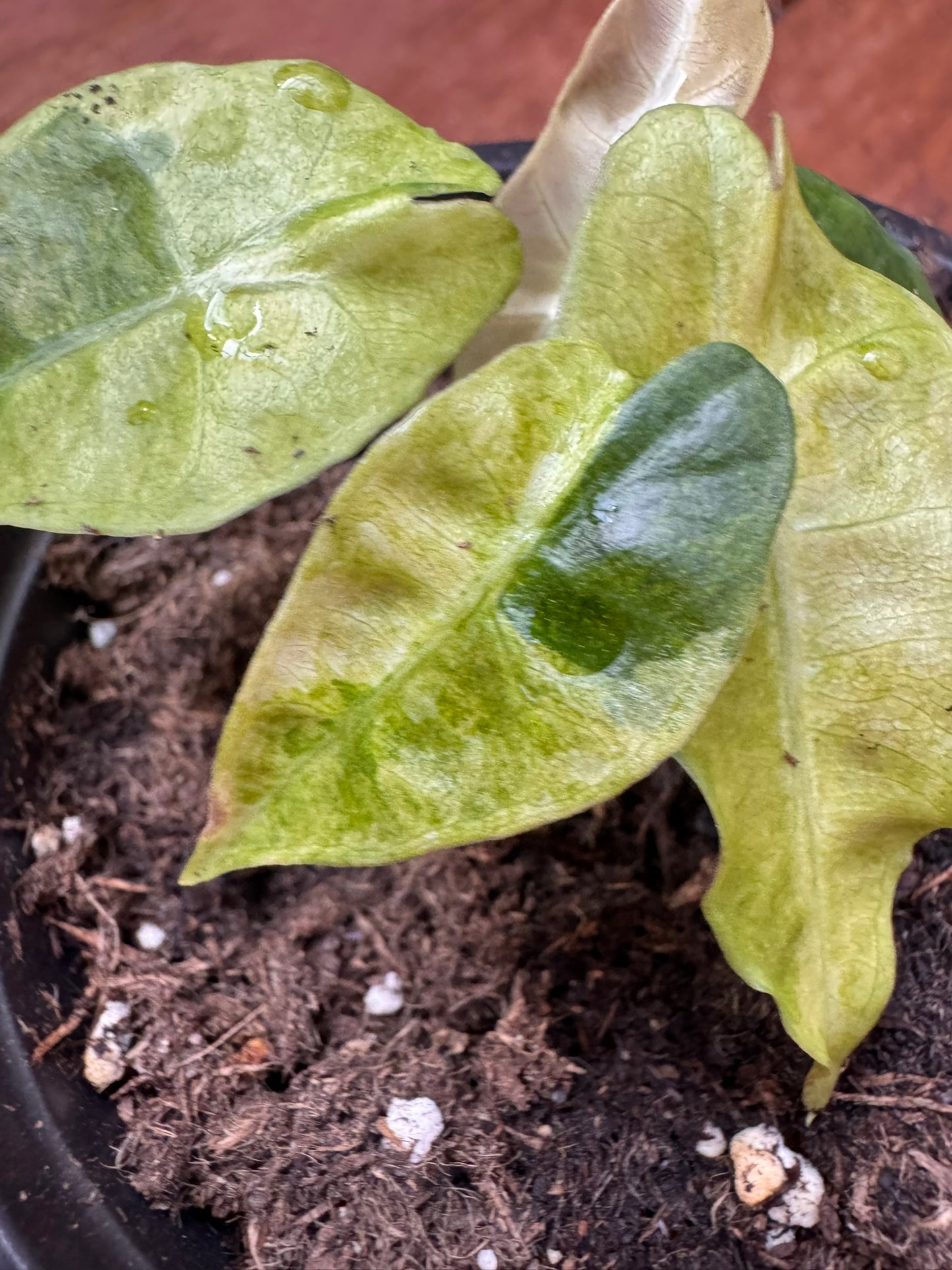 alocasia polly aurea in 4 inch pot with yellow lime and green variegated arrow shaped leaves