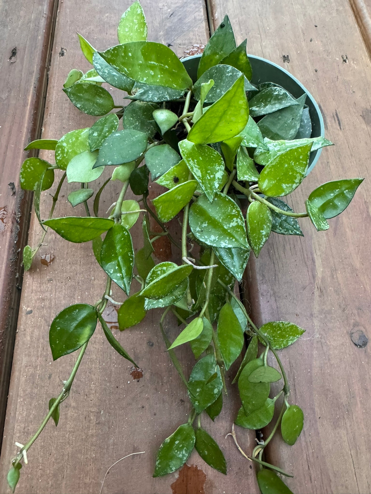 hoya krohniana splash in 4 inch pot with silver splashed heart shaped leaves