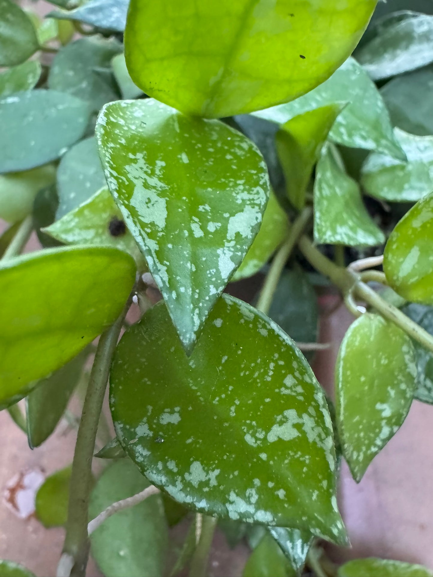hoya krohniana splash in 4 inch pot with silver splashed heart shaped leaves