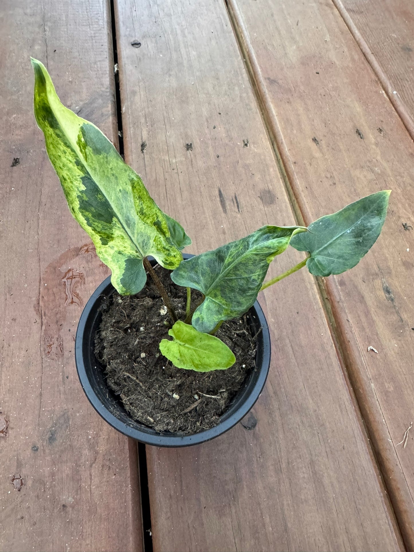 alocasia lauterbachiana aurea in 4 inch pot with long yellow green variegated leaves