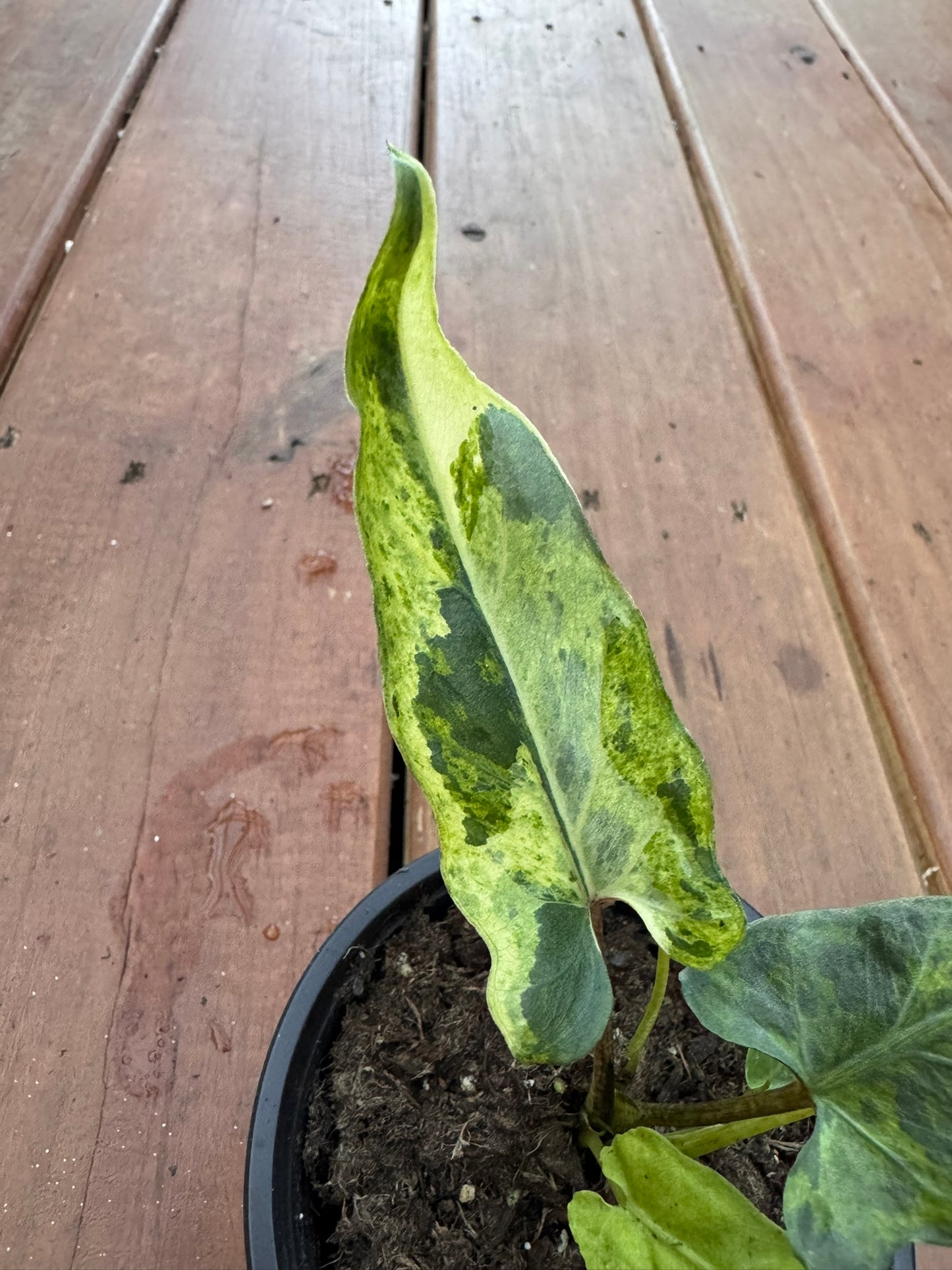 alocasia lauterbachiana aurea in 4 inch pot with long yellow green variegated leaves