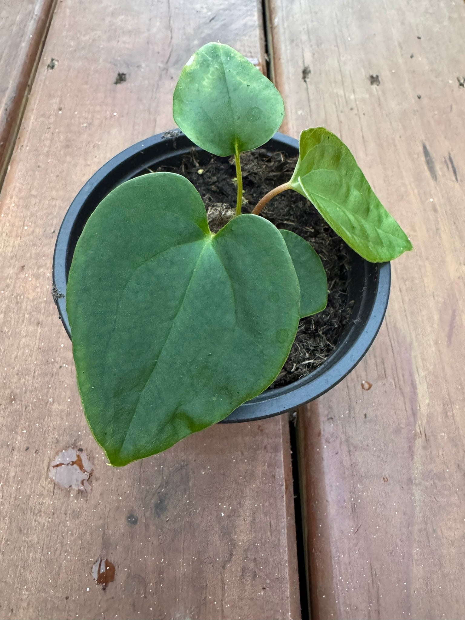 anthurium black magic in 4 inch pot with dark velvety foliage and contrasting veins
