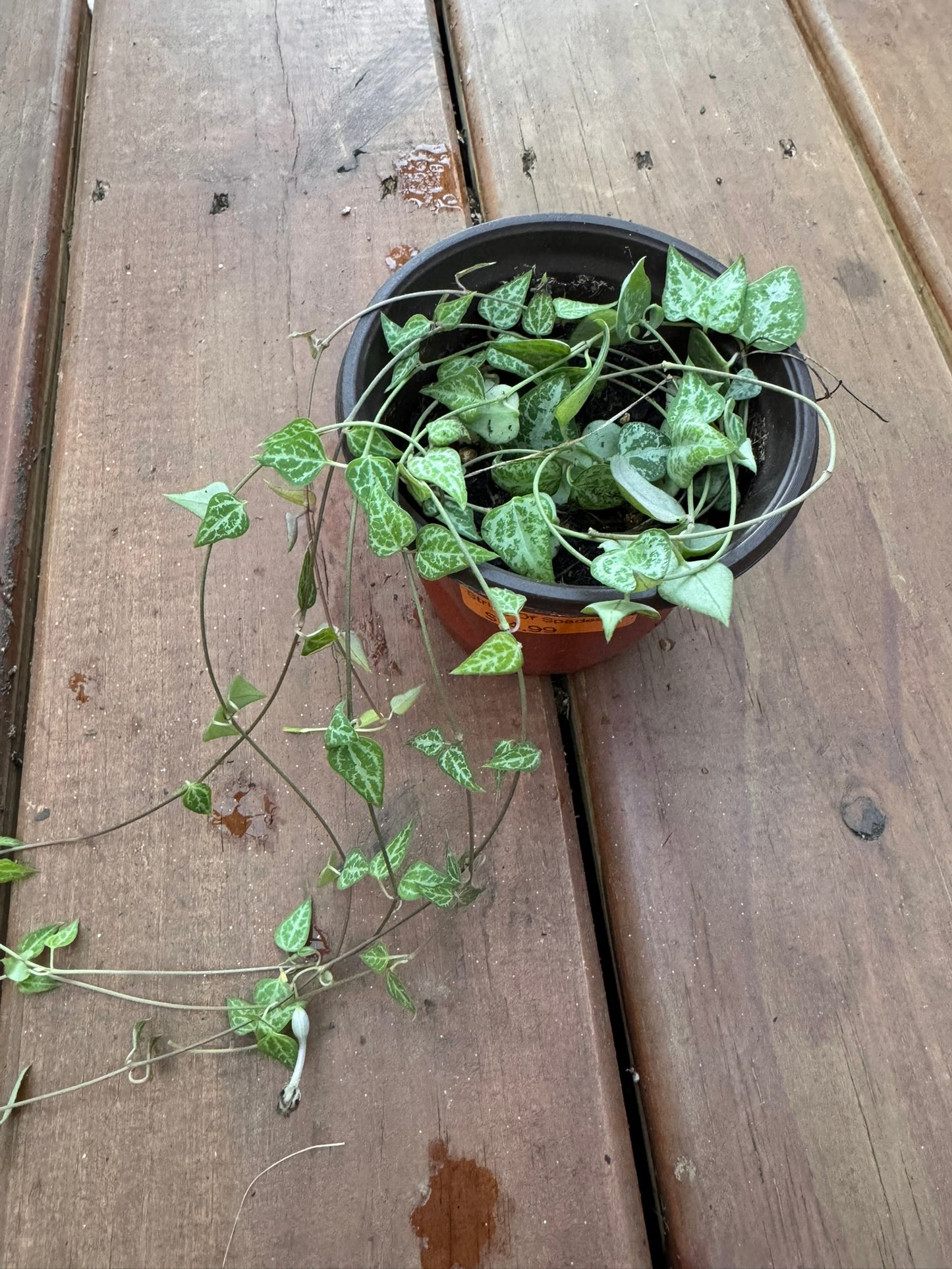 string of spades in 4 inch pot with spade shaped leaves on trailing vines