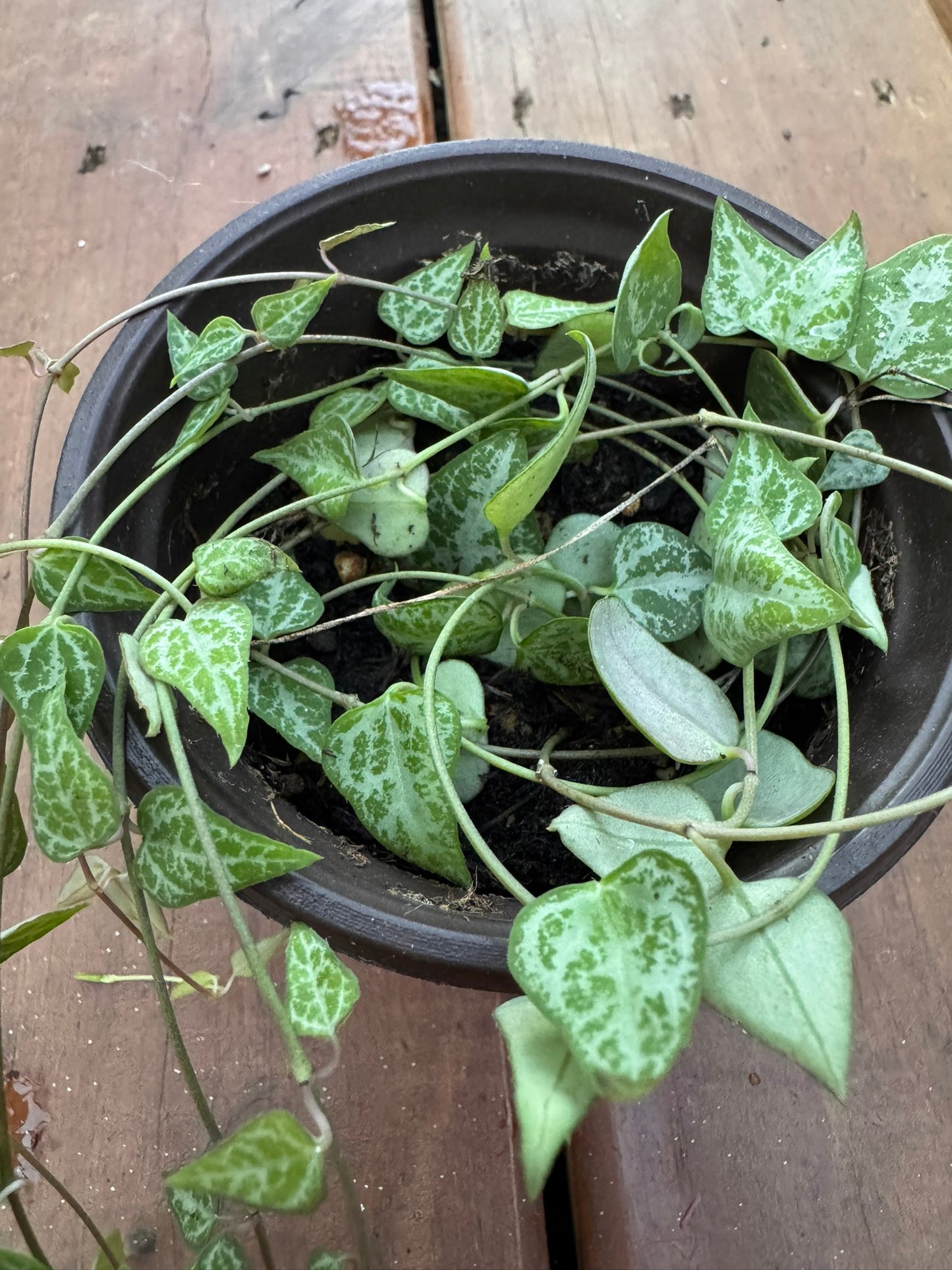 string of spades in 4 inch pot with spade shaped leaves on trailing vines