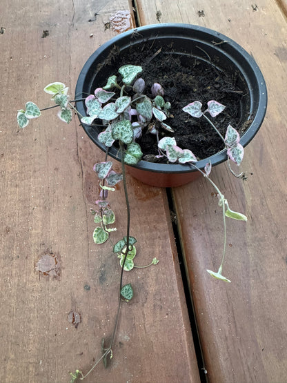 variegated string of hearts in 4 inch pot with pink cream and green heart shaped trailing leaves