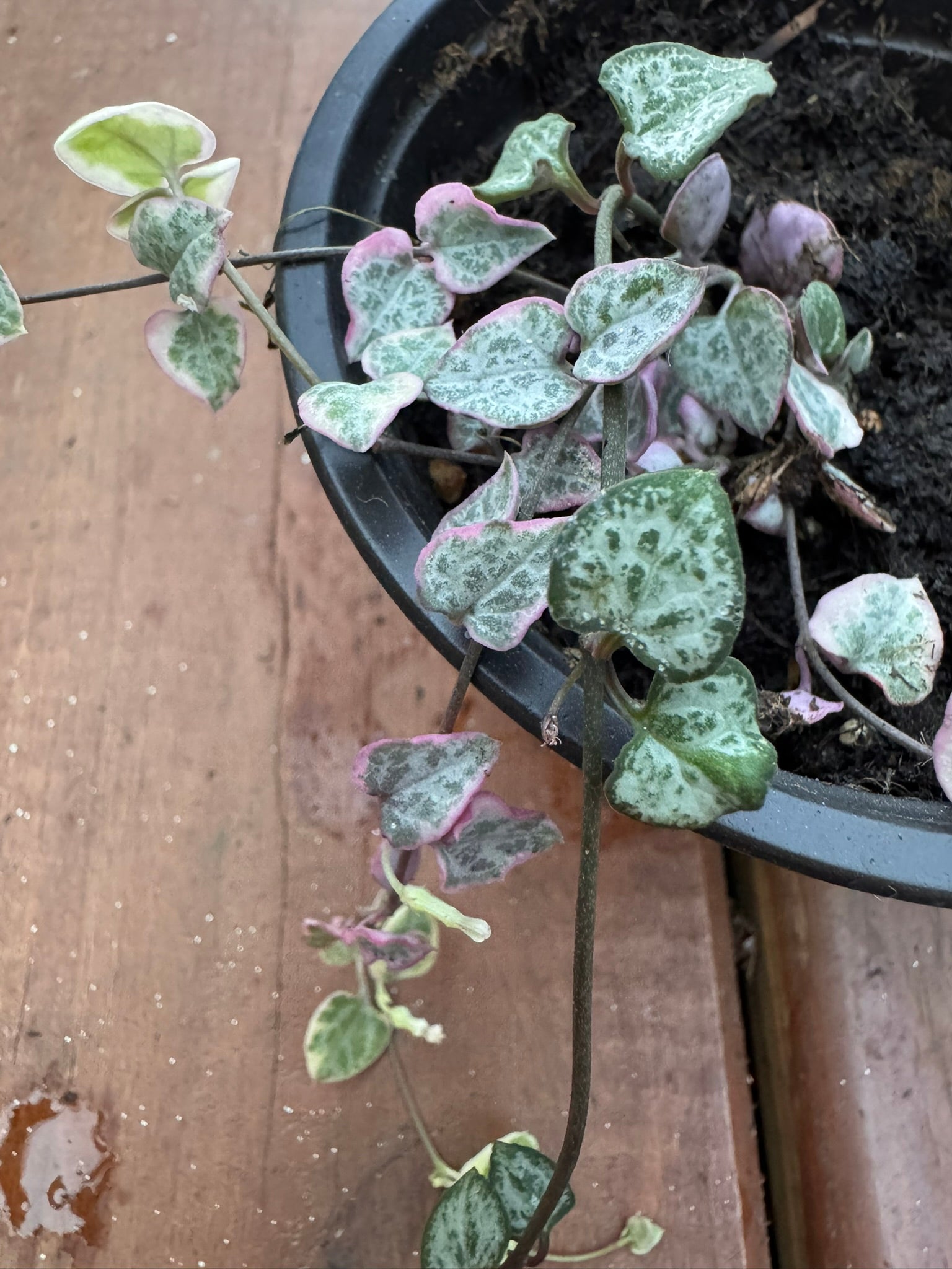 variegated string of hearts in 4 inch pot with pink cream and green heart shaped trailing leaves